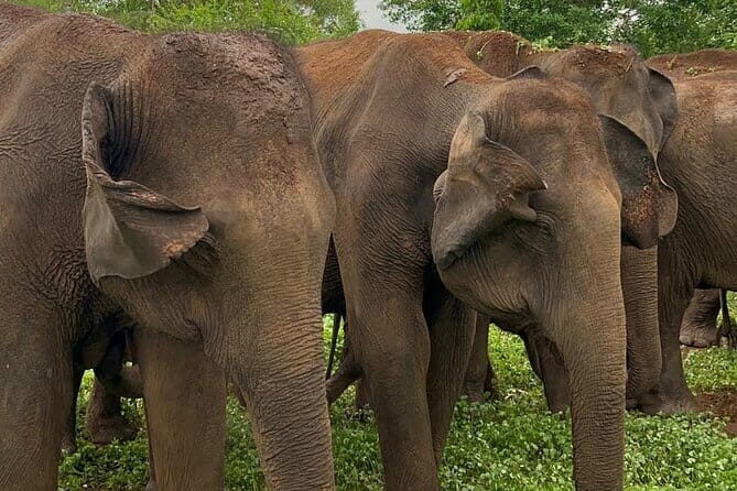 04 Hours Safari Jeep Tours - Udawalawe National Park: why the elephants grab your attention