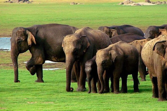 04 Hours Safari Jeep Tours - Logistics that matter on safari days: timing, comfort, and expectations