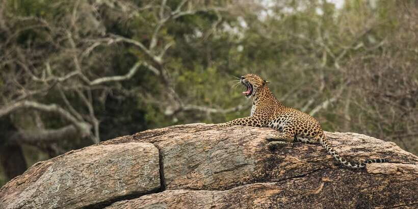 1-Day Tour of Both Yala and Udawalawe National Parks - 5 AM Pickup and the Logic of Doing Two Parks in One Day
