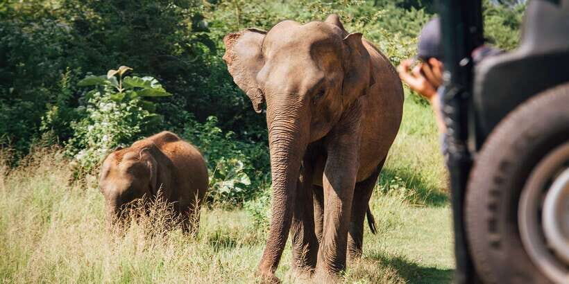 1-Day Tour of Both Yala and Udawalawe National Parks - Udawalawe Afternoon to Sunset (2:30 to 6): Elephant Focus Plus Crocodile Chances