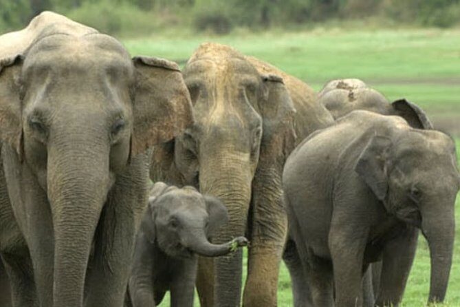 1 Day tour to Yala National Park or Udawalawe National Park - How the 10–12 Hour Day Trip Actually Works