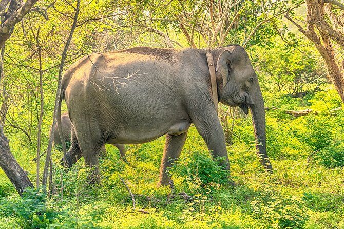 1 Day tour to Yala National Park or Udawalawe National Park - Udawalawe: Elephant-Centered Safari Time