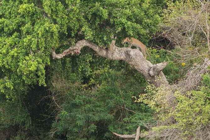 1 Day tour to Yala National Park or Udawalawe National Park - The Safari Jeep Reality: Plan for the Extra Step