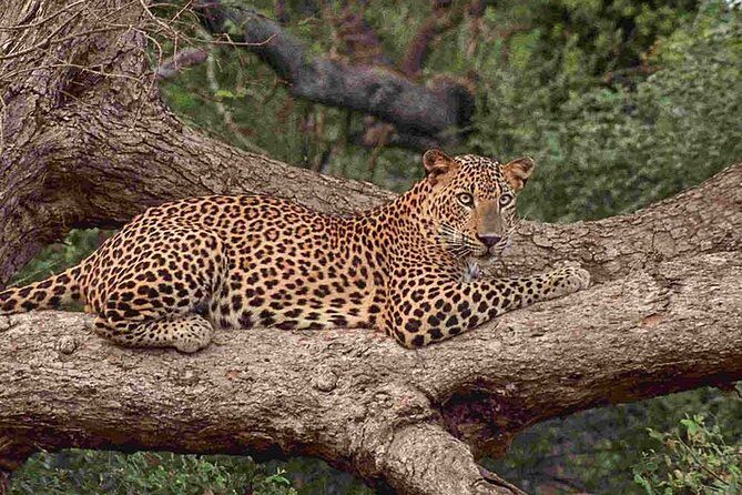 1 Day tour to Yala National Park or Udawalawe National Park - The Guide and Driver Factor (Yes, It Changes the Day)