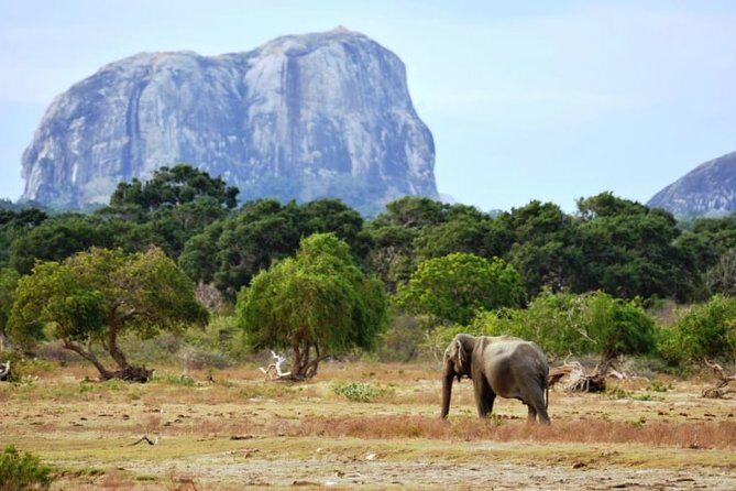 1 Day tour to Yala National Park or Udawalawe National Park - Getting Picked Up Around Kalutara Without the Headache