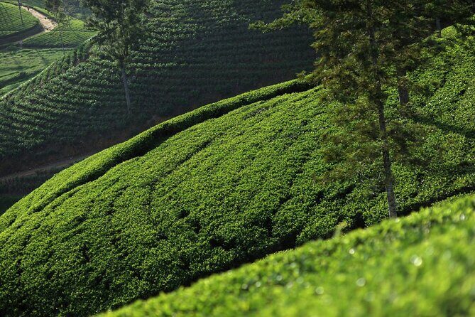 12 Days Private Escape Tour- Best of Sri Lanka - Dambulla caves, Sigiriya village life, and Pidurangala sunset