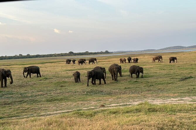 12 Days Tour Grand Discovery of Sri Lanka - Millennium Elephant Foundation and a Sigiriya-area village with bullock cart lunch