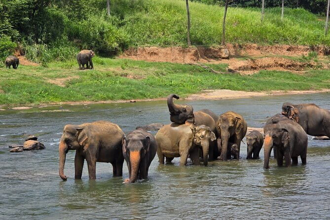 12 Days Tour Grand Discovery of Sri Lanka - Dambulla cave temples, a spice garden, and the Temple of the Sacred Tooth Relic in Kandy