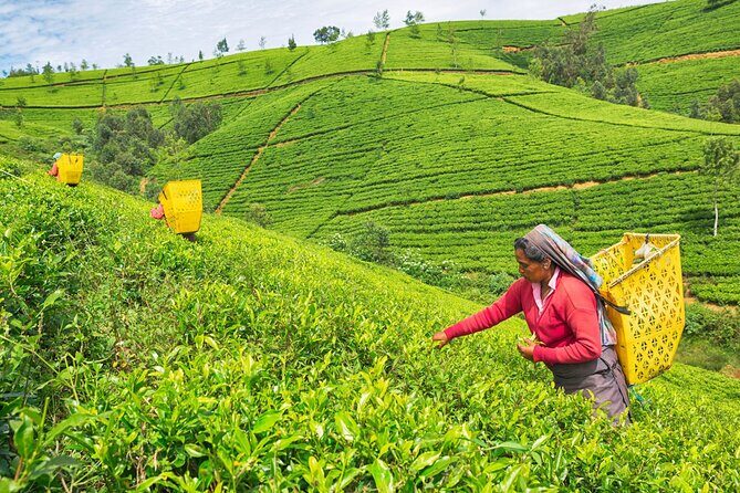 2 Day Tour of Yala & Ella with Hill Country Scenic Train Ride - All Inclusive - Tea plantation and Kelliebedde Tea Factory: what to do with your time