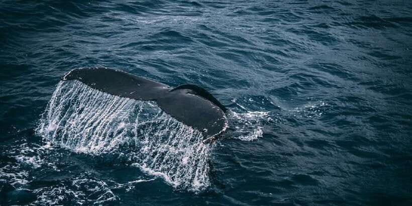 2-Day Whale Watching & Southern Sri Lanka Tour - Should you book this whale-and-southern-coast combo?