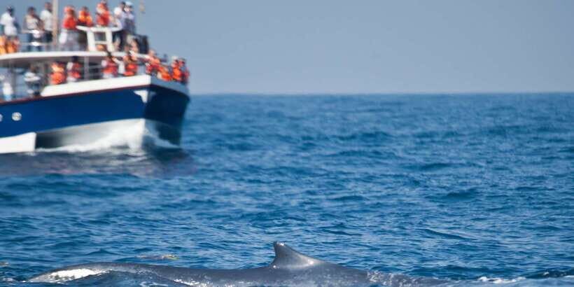 2-Day Whale Watching & Southern Sri Lanka Tour - The Mirissa blue-whale corridor: why this part matters
