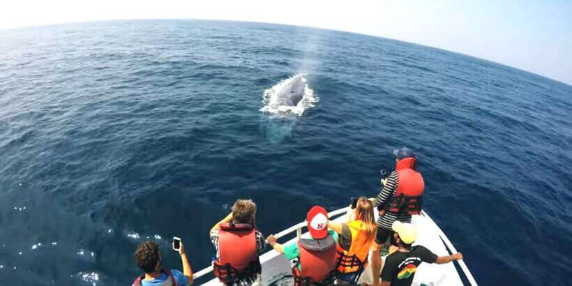 2-Day Whale Watching & Southern Sri Lanka Tour - Hotels, guides, and small-group pace: what it feels like day to day
