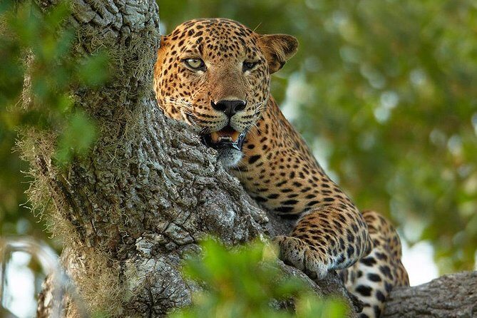 2 Nights All Inclusive Treehouse Safari in Yala with transfers - Key Things You’ll Notice Right Away