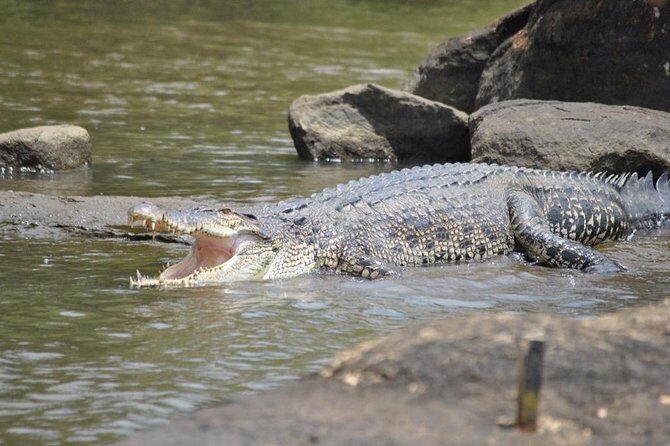 2h Bentota River Safari: Crocodiles, Monkeys, Mangrove & more - Birds that act fast: how to watch without getting stuck on your phone