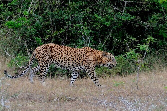 3 Days Private Tour of Yala Safari/ Ella/ Kandy - All Inclusive - Yala safari day from Tissamaharama pickup to leopard chances