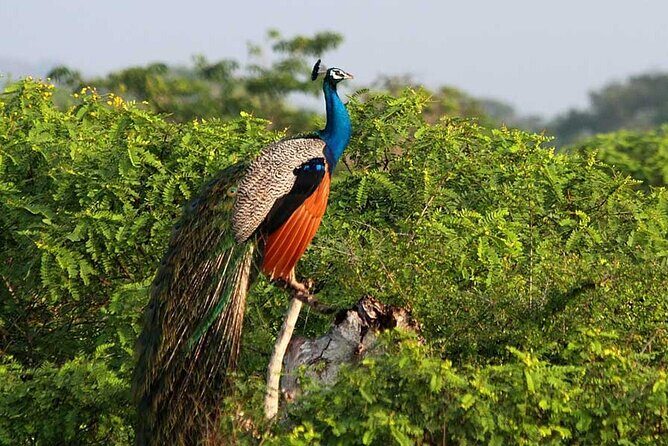 3 Days Private Tour of Yala Safari/ Ella/ Kandy - All Inclusive - Kandy day: Temple of the Tooth, Peradeniya Gardens, and craft stops
