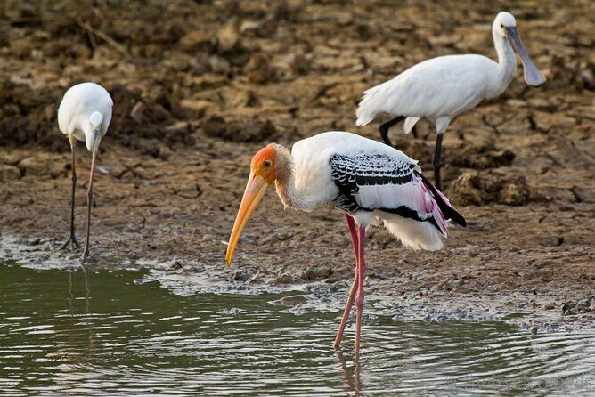 3 Days Private Tour of Yala Safari/ Ella/ Kandy - All Inclusive - Price and logistics: what $495 per person buys you