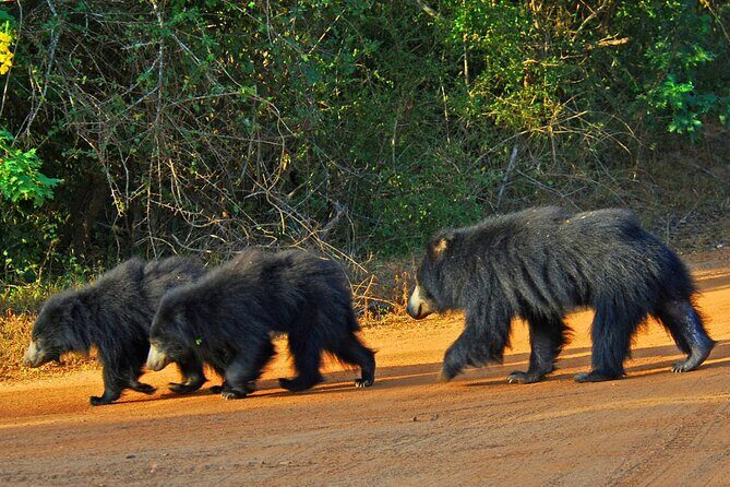 3 Days Private Tour of Yala Safari/ Ella/ Kandy - All Inclusive - Small tips that make the days smoother