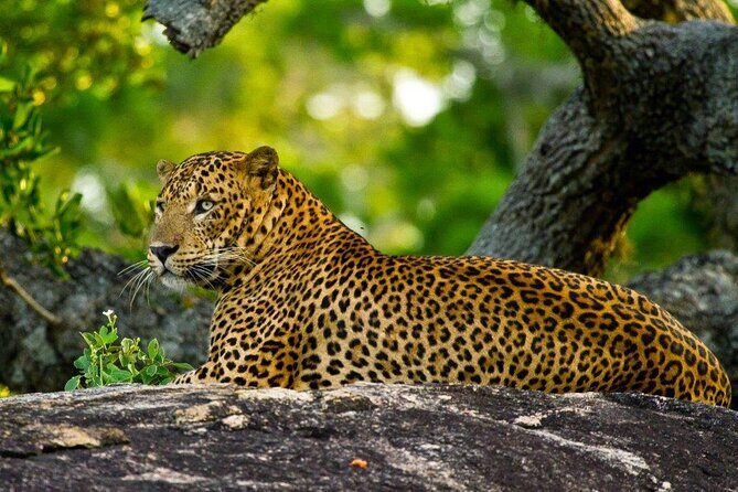 3 Days Private Tour of Yala Safari/ Ella/ Kandy - All Inclusive - Demodara to Nanu Oya: the hill-country train ride that actually feels like travel