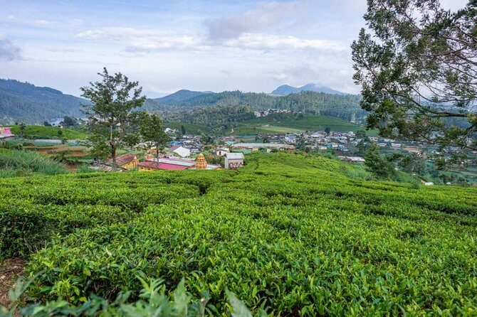 3 Days Tour to Kandy, Nuwara Eliya & Sigiriya - What You’ll Really Experience: Pacing, Comfort, and Real-World Quirks