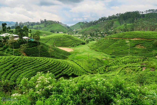 3 Days Tour to Kandy, Nuwara Eliya & Sigiriya - Who This Tour Fits Best