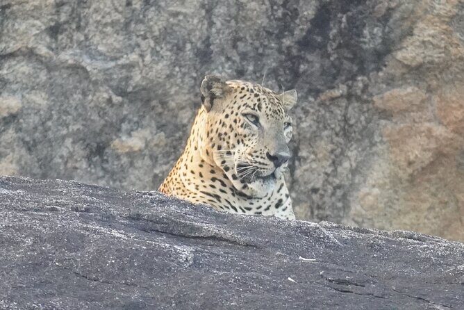 4 Hours Private Yala Safari Day Tour - Quick hits (before you go)