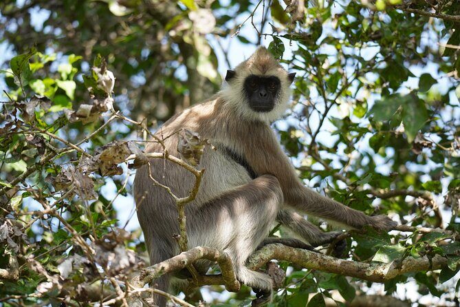 4 Hours Private Yala Safari Day Tour - Morning vs evening drives in Yala