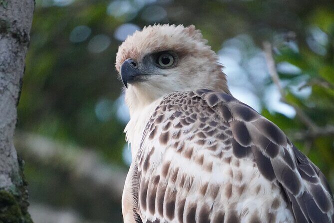 4 Hours Private Yala Safari Day Tour - Service, comfort, and the Tony Tours touch