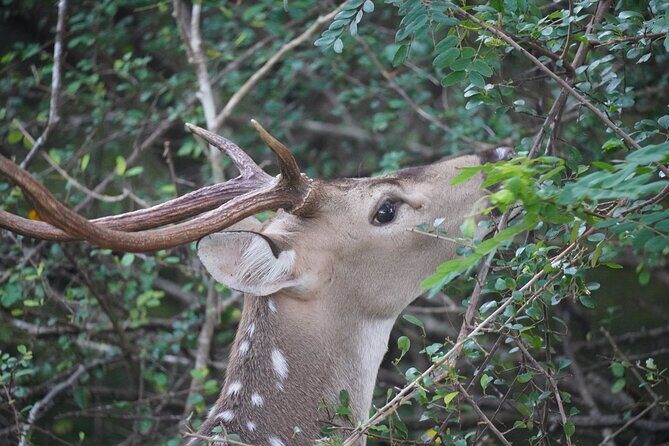 4 Hours Private Yala Safari Day Tour - Price breakdown and what makes it solid value