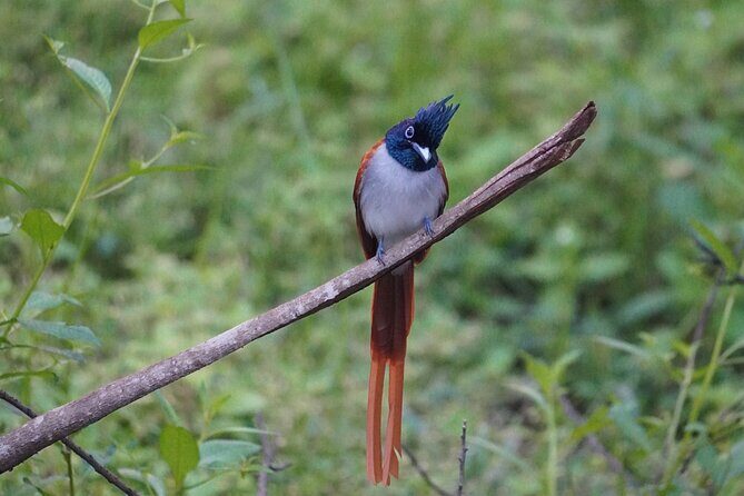 4 Hours Private Yala Safari Day Tour - What to bring and what to plan around (meals, drinks, and long days)