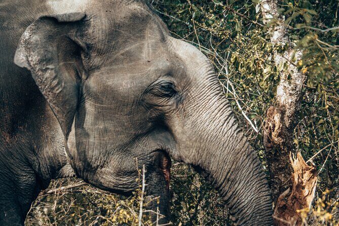 4 Hours Private Yala Safari Day Tour - Who should book this private Yala day tour