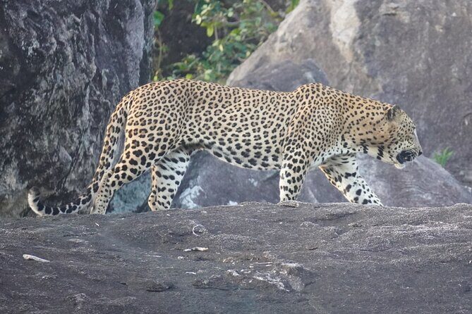 4 Hours Private Yala Safari Day Tour - Private 4-hour jeep safari: why it matters for wildlife spotting