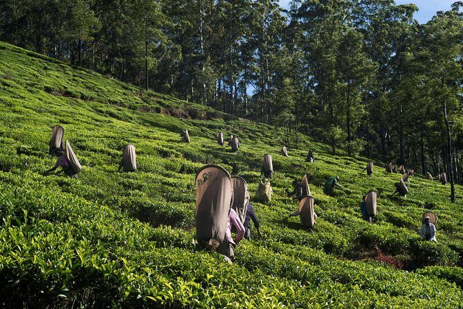 6-Day Sri Lanka Heritage Private Tour - Day 3: Dambulla cave temple, spice garden stops, then Kandy’s Sacred Tooth area
