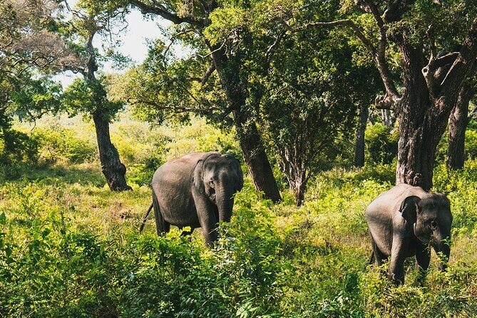 8 Days Sri Lanka Private Round Tour - Day 3: Ambuluwawa Tower, tea gardens near Nuwara Eliya, and Lover’s Leap