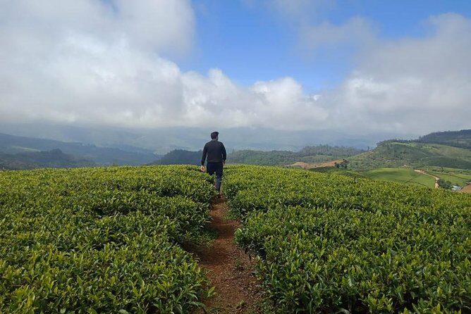 A Day in Nuwara Eliya: Sights & Local Delights - Nuwara Eliya’s perfect use: tea country with a birding edge