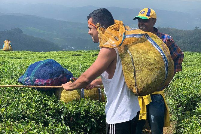 A Day in Nuwara Eliya: Sights & Local Delights - Nuwara Eliya + Single Tree Hill: simple, iconic, and photogenic