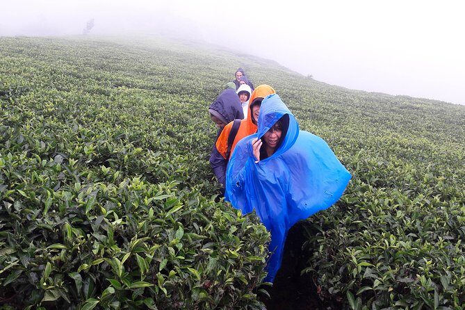 A Day in Nuwara Eliya: Sights & Local Delights - Horton Plains and Galway’s Land: where bird lists feel real