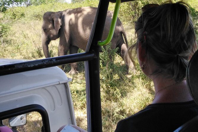 A Udawalawa Park safari, Tour from Colombo/Galle- (All inclusive) - Quick, useful takeaways