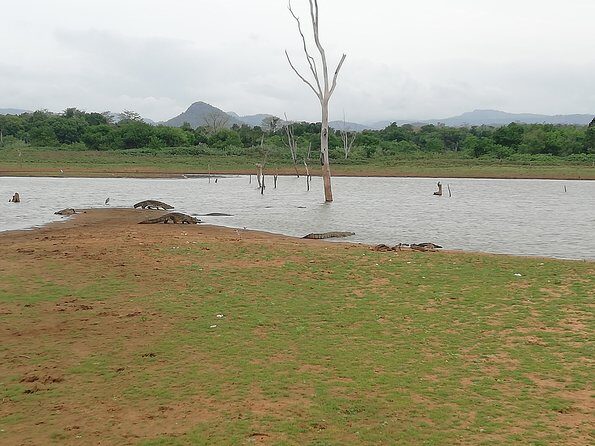 A Udawalawa Park safari, Tour from Colombo/Galle- (All inclusive) - Who this Udawalawe private safari is best for