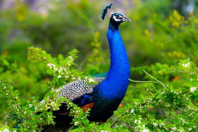 Adventure safari Experience in Hurulu Eco Park, Sri Lanka - Why the guides matter: Shen Safari Habarana’s people skills