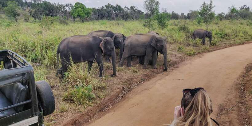 Ahangama: Udawalawe National Park Safari with Hotel Pickup - Key highlights to know before you go