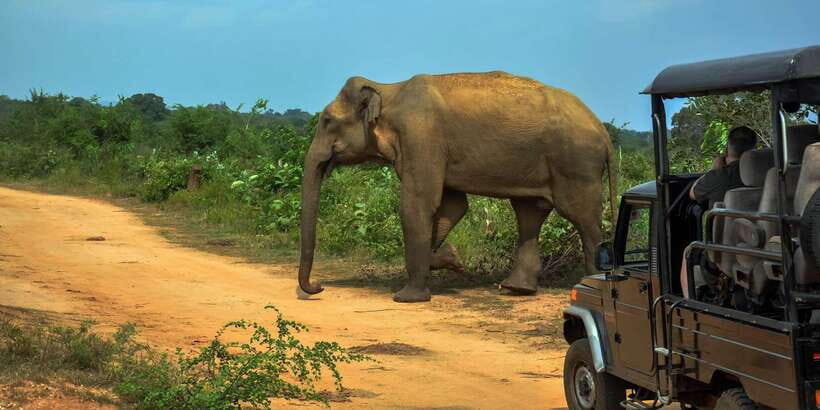 Ahangama: Udawalawe National Park Safari with Hotel Pickup - The 3-hour jeep safari: how the park time is structured