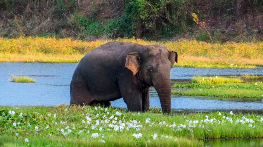 Ahangama: Udawalawe National Park Safari with Hotel Pickup - What you can realistically see: elephants, birds, and the little surprises