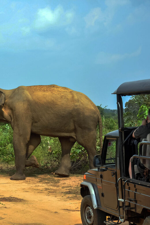 Ahangama: Udawalawe National Park Safari with Hotel Pickup - Value check: does $110 make sense for this day?