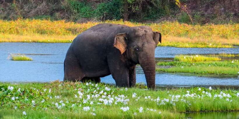 Ahangama: Udawalawe National Park Safari with Hotel Pickup - Tips to get more out of your safari day