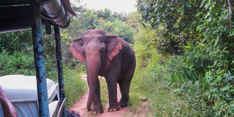 Ahangama: Udawalawe National Park Safari with Hotel Pickup - Should you book this Ahangama to Udawalawe safari?