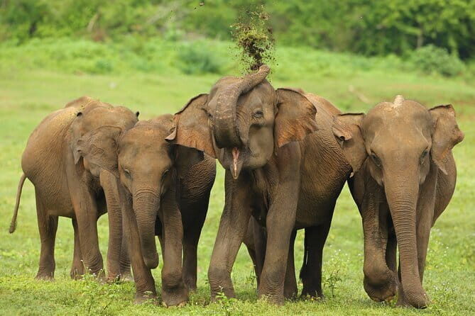 All Inclusive 5-Days Highlights of Sri Lanka - Quick hits before you go
