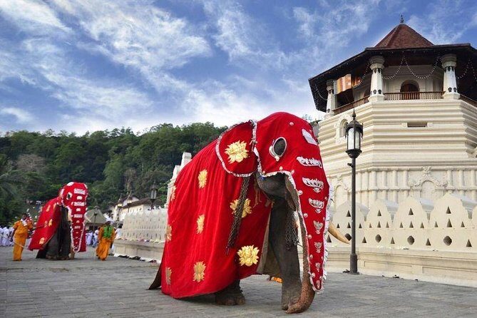 All Inclusive Kandy Private Day Tour From Colombo and Negombo - Damro Labookellie Tea Centre and Tea Gardens: tasting time and the tea story