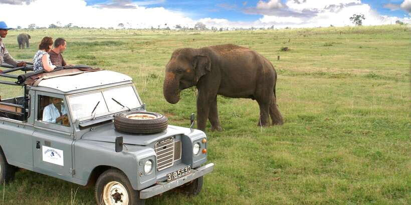 All-Inclusive Minneriya National Park Afternoon Safari - Key things I’d plan around
