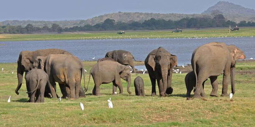 All-Inclusive Minneriya National Park Afternoon Safari - Elephants First: How Minneriya’s Herds Shape the Safari